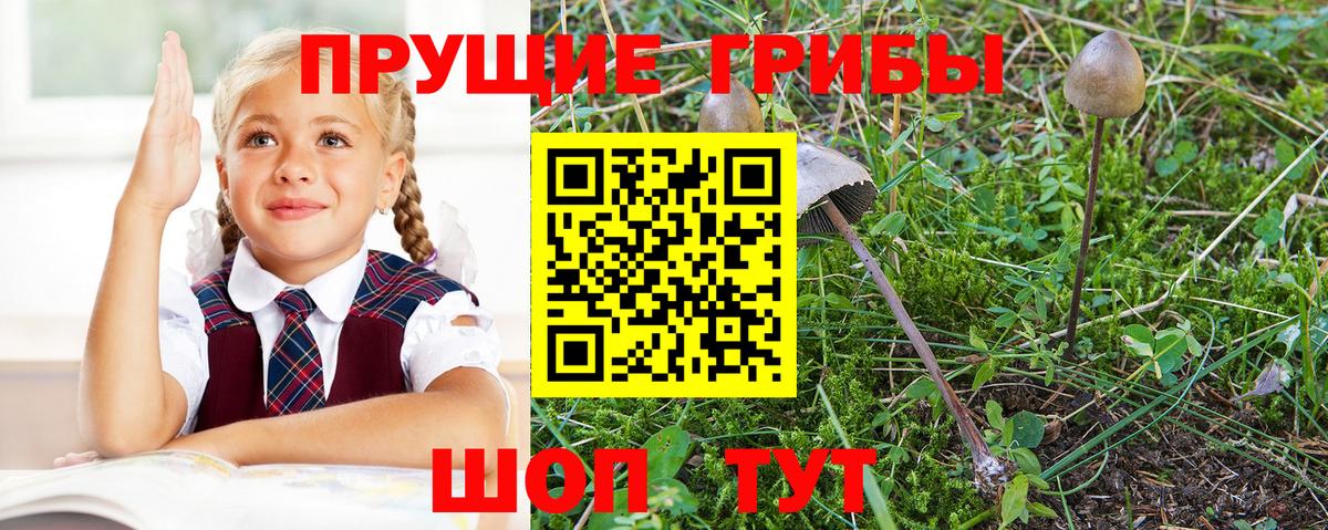 Галлюциногенные грибы Psilocybine cubensis Ливны